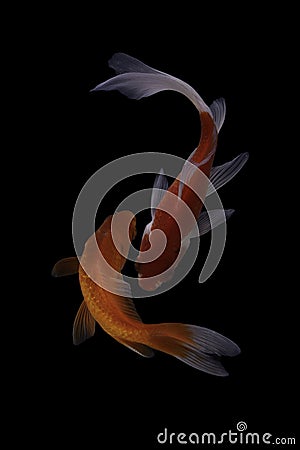 Two koi fish doitsu with a black background Stock Photo