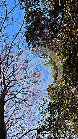 Yin and yang of trees in the winter season Stock Photo