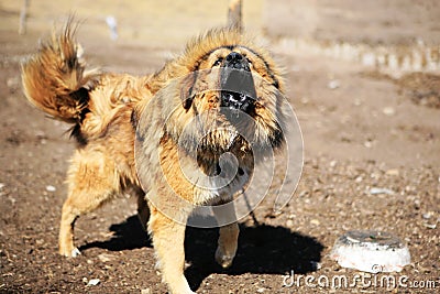 yipping Tibetan Mastiff Stock Photo