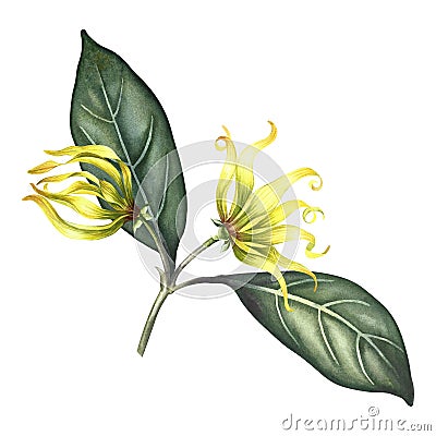 Ylang-ylang flowers. A branch of exotic fragrant yellow flowers with leaves. Hand-drawn watercolor illustration. Clip Cartoon Illustration