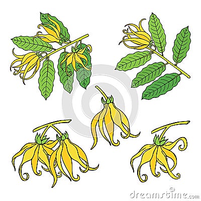 Ylang ylang or cananga odorata. Yellow flower with green leaves. Vector drawing Vector Illustration