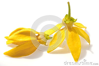 Ylang-Ylang Flower Stock Photo