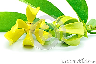 Ylang-Ylang flower Stock Photo