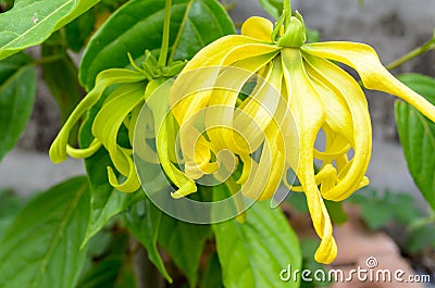 Ylang Ylang Flower Stock Photo