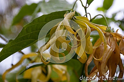 Ylang-ylang flower, Thai flower, pungent fragrance Stock Photo