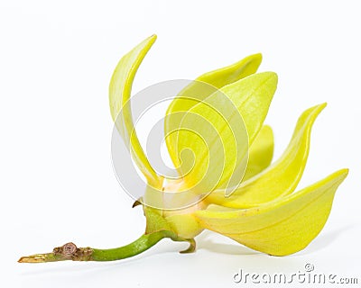 Ylang ylang flower Stock Photo