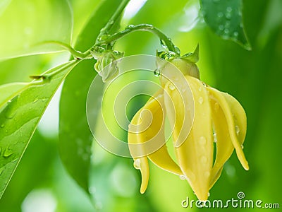 Ylang-ylang flower tree Stock Photo