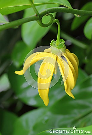 Ylang-Ylang Flowers Stock Photo