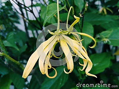 Ylang ylang flowers are beautiful to the eye and have a nice shape Stock Photo