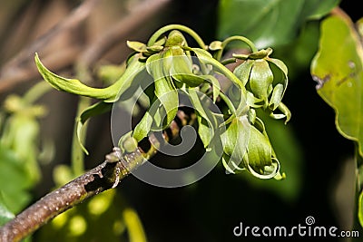 Ylang-Ylang Stock Photo