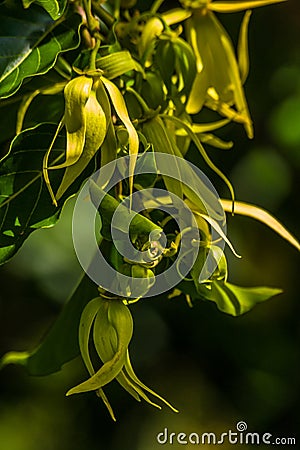 Ylang-Ylang Stock Photo