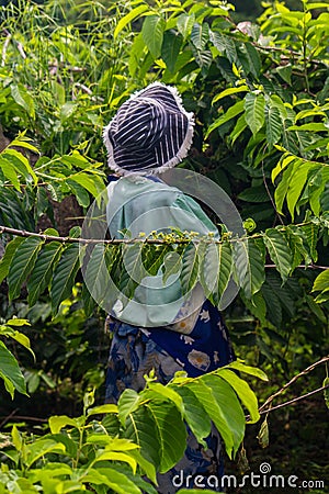 Ylang-Ylang harvest Editorial Stock Photo