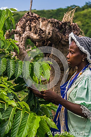 Ylang-Ylang harvest Editorial Stock Photo