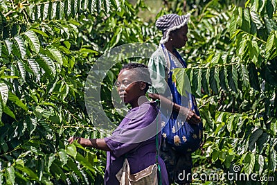 Ylang-Ylang harvest Editorial Stock Photo