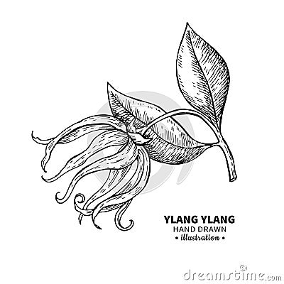 Ylang ylang vector drawing. Isolated vintage illustration of me Vector Illustration