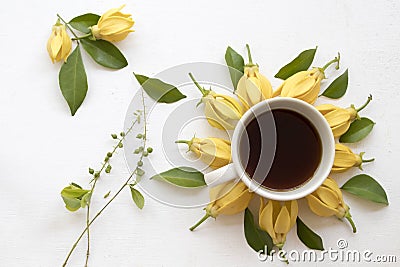 Ylang ylang yellow flowers local flora of asia Stock Photo