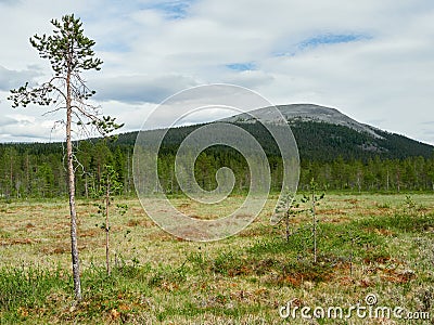 Yllas fell in Finland Stock Photo