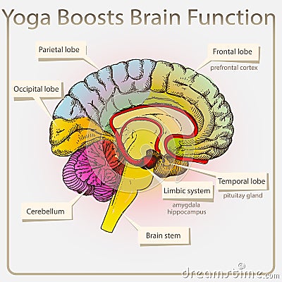 Yoga boosts brain Function Vector Illustration