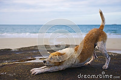 Yoga dog on the beach Stock Photo