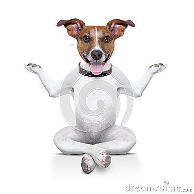 Yoga dog Stock Photo