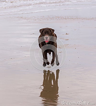 Old Chocolate Labrador, running on the beach, all 4 paws off the ground. Stock Photo