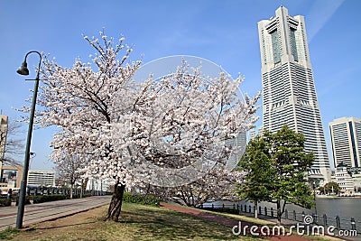 Yokohama Landmark Tower and the cherry blossoms Stock Photo