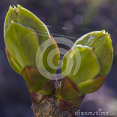 Yong lilac light green buts with cobweb threads Stock Photo