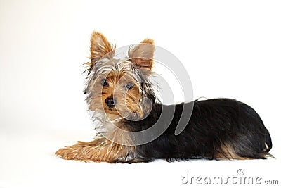 Yorkie Stock Photo