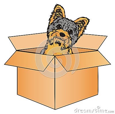 Yorkie and box Stock Photo