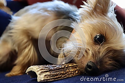 Yorkshire terrier chewing antler Stock Photo