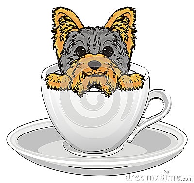 Yorkie in cup Stock Photo