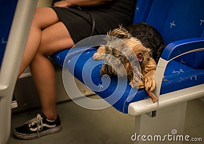 Yorkie dog chewing a treat on the train, laying in the seat Stock Photo