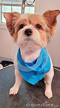 Yorkie dog after grooming Stock Photo