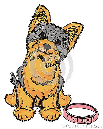 Yorkie girl with pink collar Stock Photo