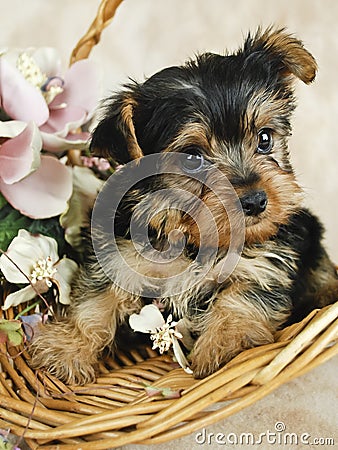 Yorkie Puppy Stock Photo