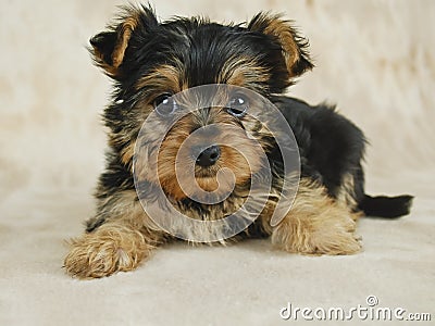 Yorkie Puppy Stock Photo