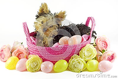 Yorkie Puppy in Pink Basket with Easter Eggs Stock Photo
