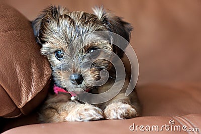 A Yorkie Shih Tzu mixed puppy. Stock Photo