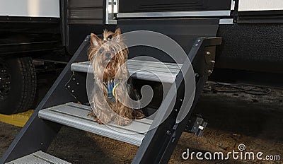 Yorkie sitting on a camping trailer`s steps Stock Photo