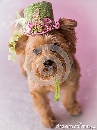 Yorkie Dog wearing flowered top hat Stock Photo