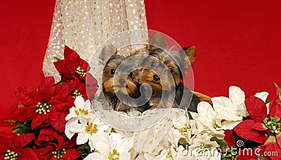 Yorkies and Poinsettias Stock Photo