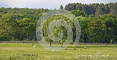 Yorkshire Sheep grazing in a Field close to the Fewston Reservoir Stock Photo