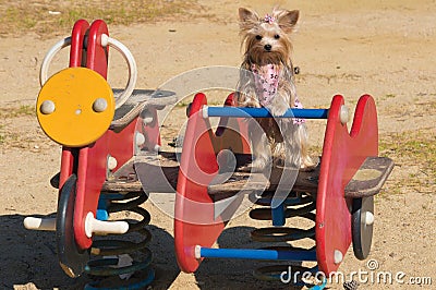 Yorkshire Terier Dog Stock Photo