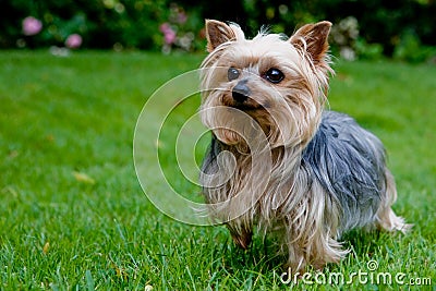 Yorkshire terrier Stock Photo