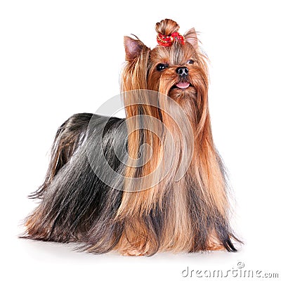 Yorkshire Terrier Stock Photo