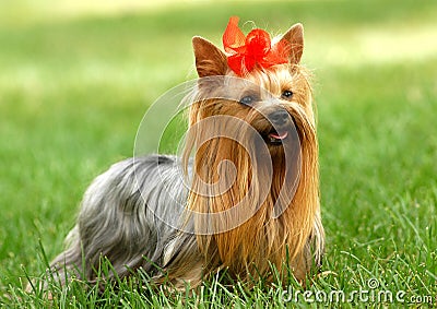 Yorkshire terrier Stock Photo