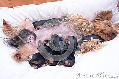 Yorkshire Terrier Stock Photo