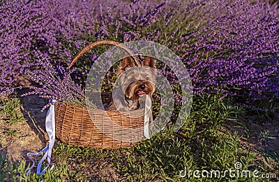 Yorkshire Terrier in a basket in a lavender field Stock Photo