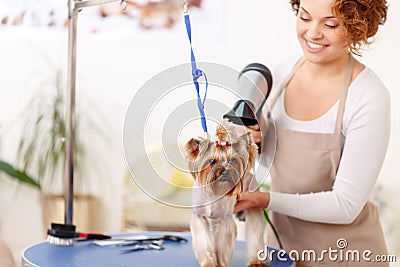 Yorkshire terrier is being finished by hairdryer Stock Photo