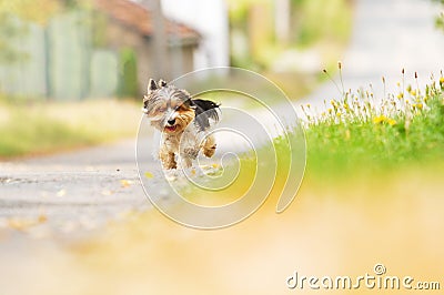 Yorkshire terrier bitch running along an asphalt road in a picturesque village in europe Stock Photo